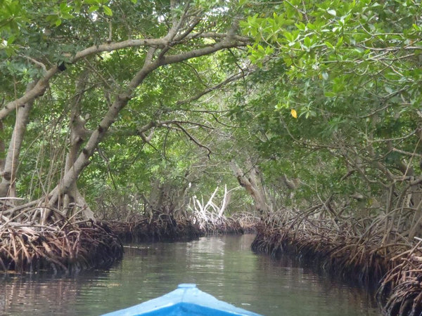 Roatan Island and Mangrove Tour