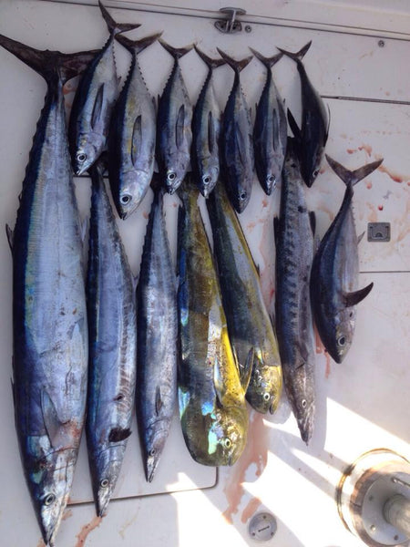 Roatan Deep Sea Fishing: 4 hour