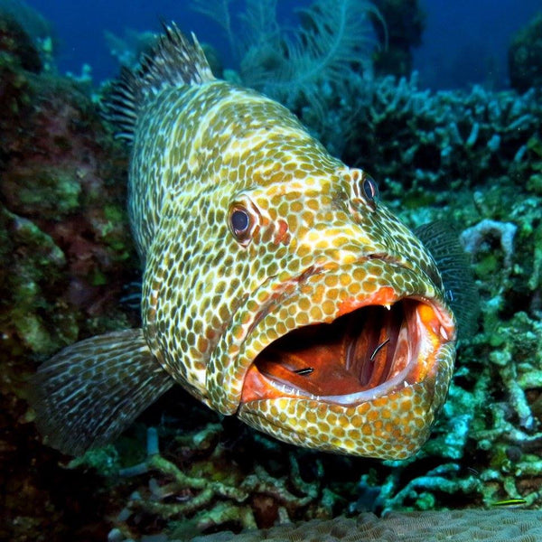 West Bay Snorkeling Guided Trip