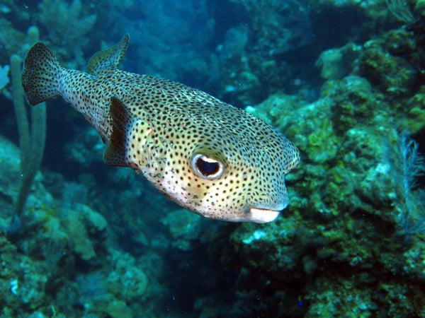 Roatan PADI Open Water Beginners Diving Course