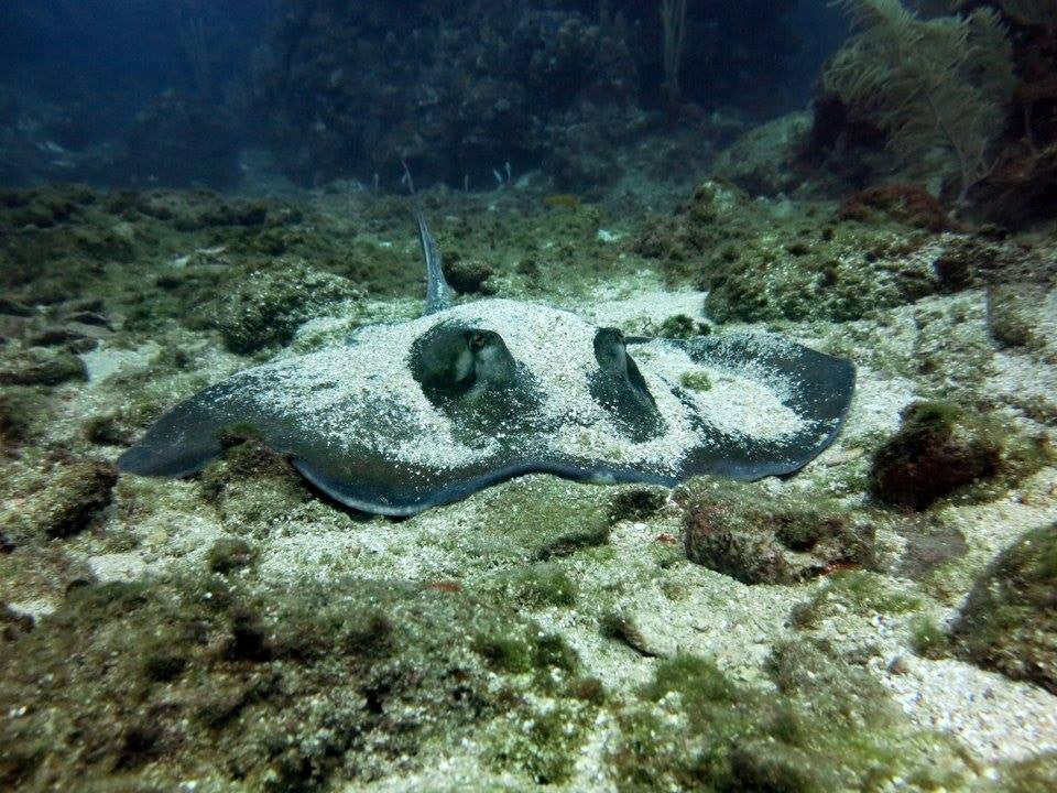 Roatan Glass Bottom Boat