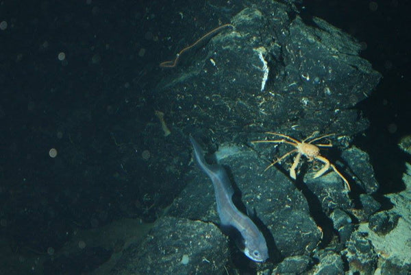 Roatan Sub Expedition- Go Down 2500 Ft