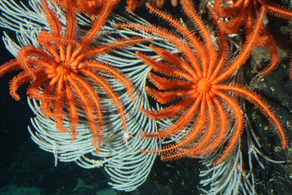 Roatan Sub Expedition- Go Down 2500 Ft