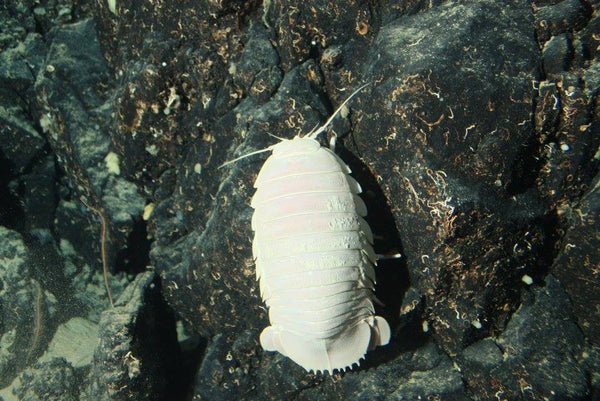 Roatan Sub Expedition- Go Down 2500 Ft