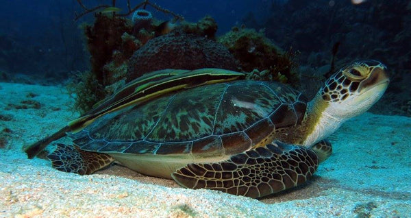 Roatan PADI Open Water Beginners Diving Course