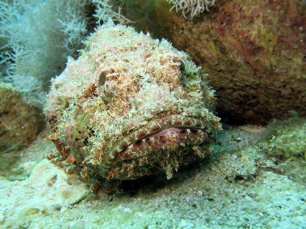 West Bay Snorkeling Guided Trip