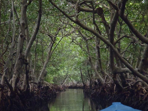 Roatan Island and Mangrove Tour