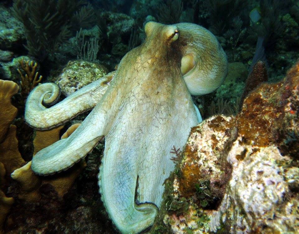 Roatan Glass Bottom Boat
