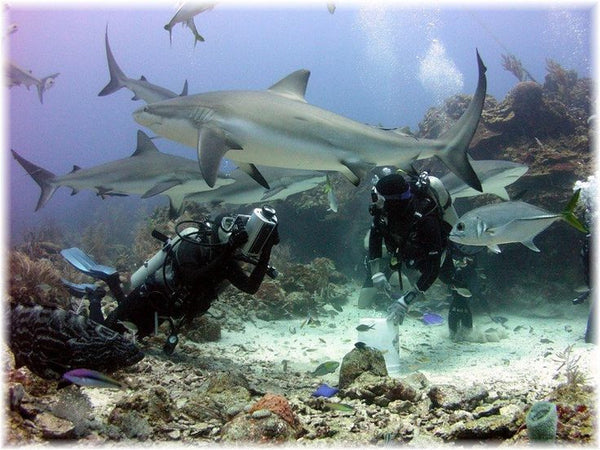 Roatan Shark Dive