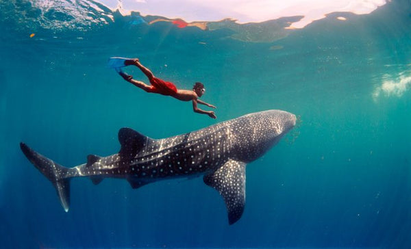 Roatan Whale Shark Expedition to Utila