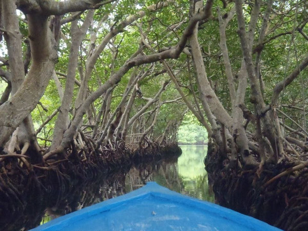 Roatan Island and Mangrove Tour