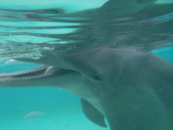 Roatan Dolphin Encounter
