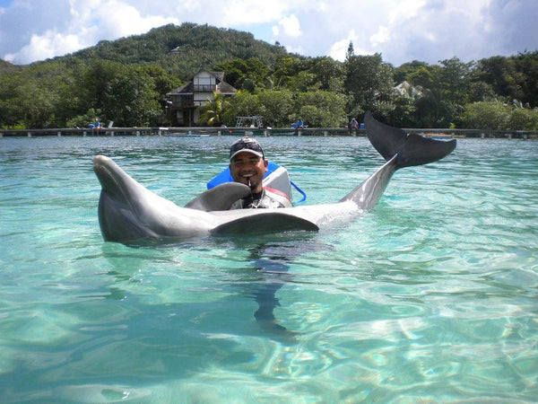 Roatan Dolphin Encounter