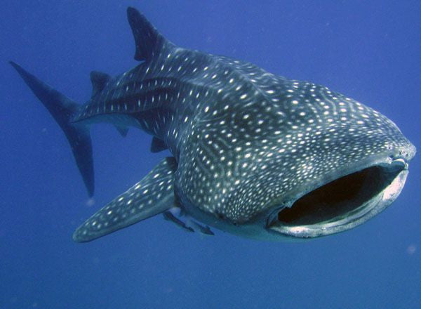 Roatan Whale Shark Expedition to Utila