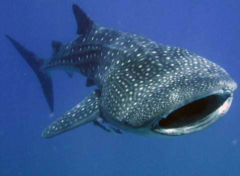 Roatan Whale Shark Expedition to Utila