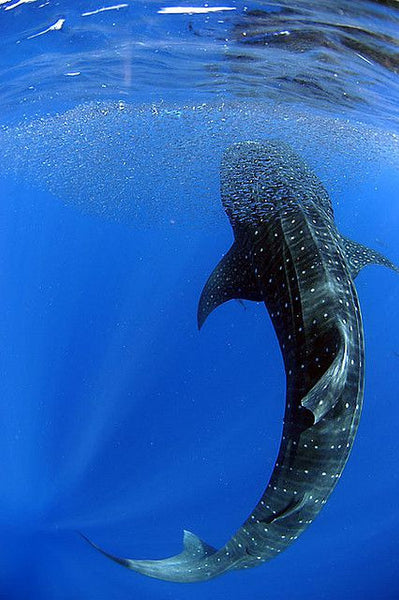 Roatan Whale Shark Expedition to Utila