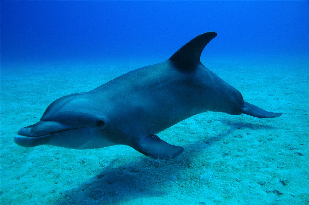 Snorkel With Dolphins